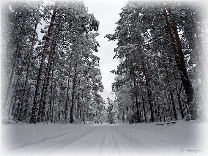 Winter road
---------
 (  ,      )