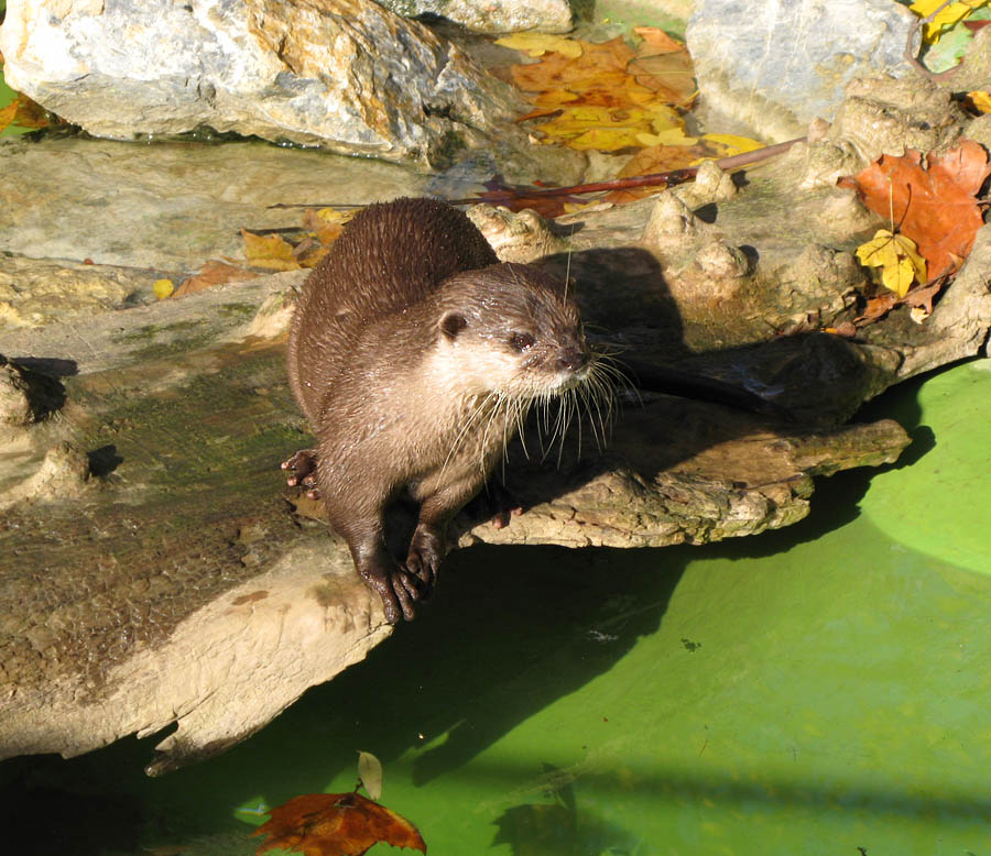 
---------
 (  ,      )