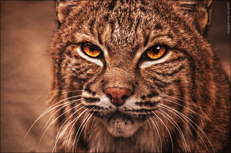 Bobcat
---------
 (  ,      )