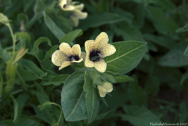 Henbane
---------
 (  ,      )