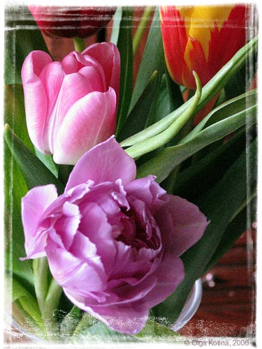 tulips
---------
 (  ,      )