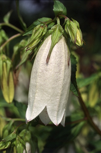 Campanula punctata-6
---------
 (  ,      )