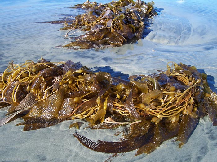 Pacific seaweeds
---------
 (  ,      )