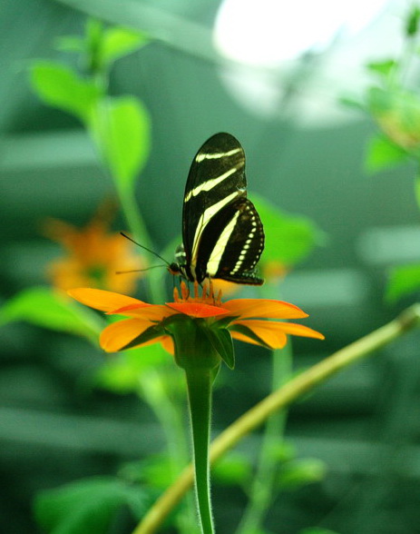 butterfly
---------
 (  ,      )