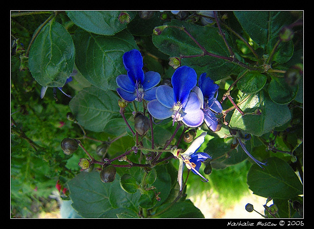 Blue butterfly
---------
 (  ,      )