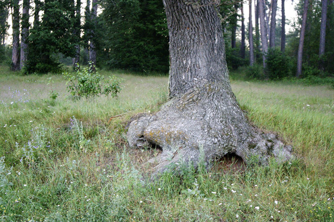 [pro nos]
---------
 (  ,      )