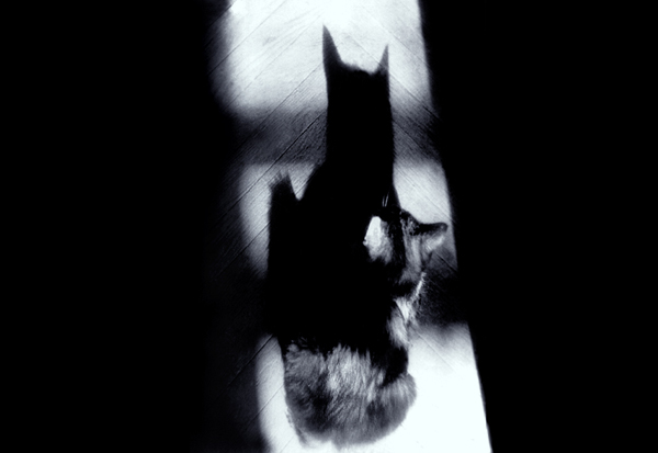 shadow
---------
 (  ,      )