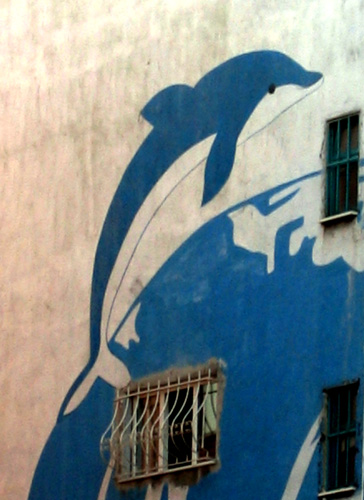 dolphin wall
---------
 (  ,      )