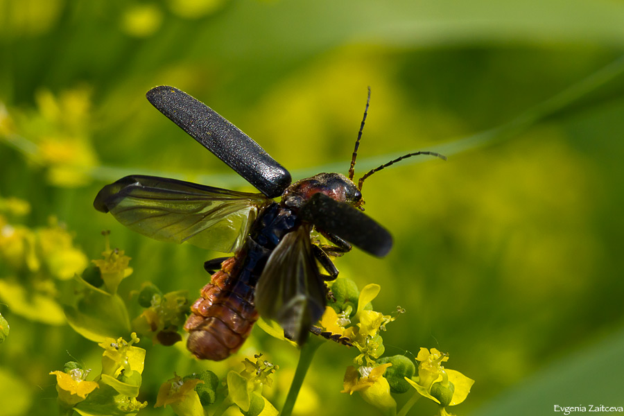  
---------
 (  ,      )