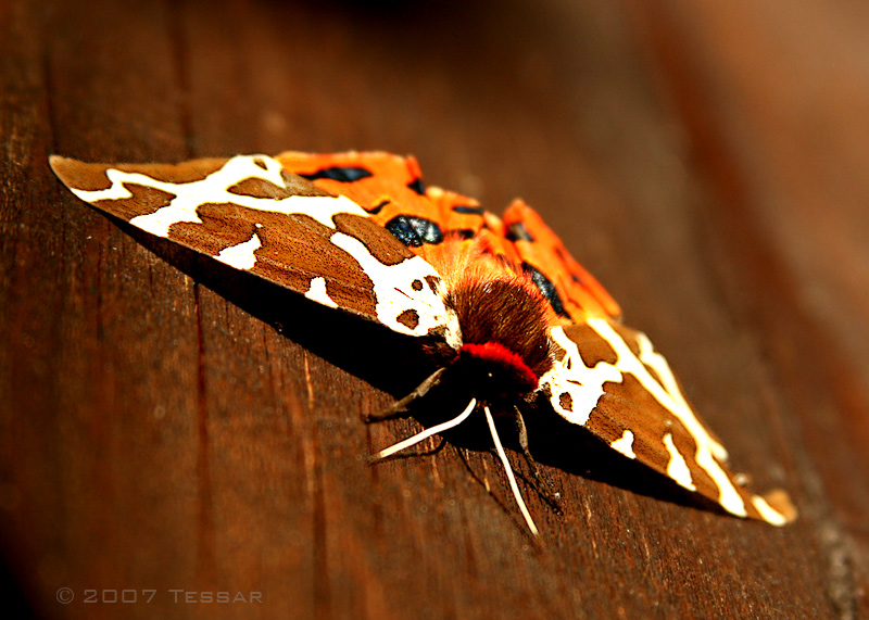    / Summer Day Dream
---------
 (  ,      )