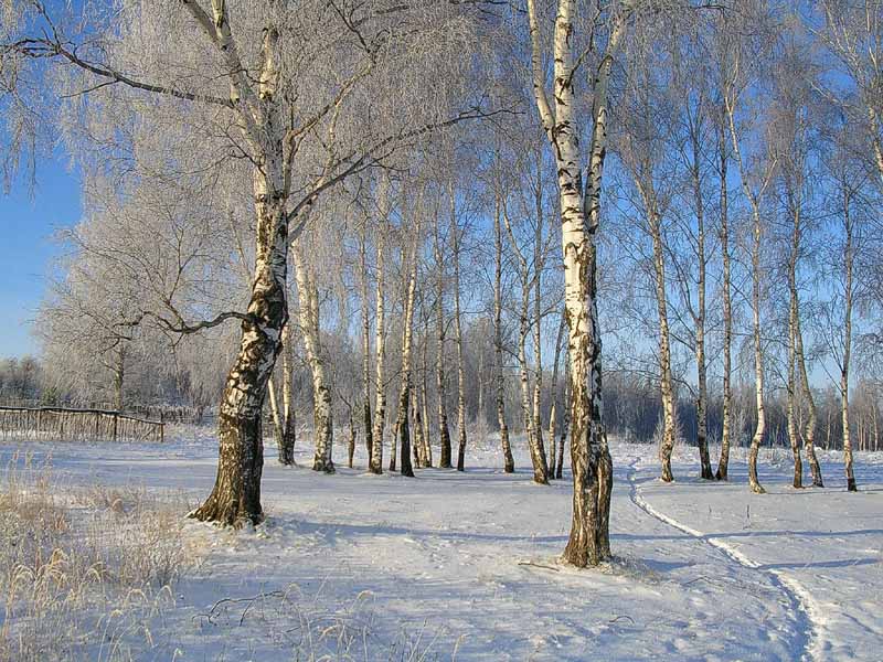 Тропинка
---------
 (кликните по изображению, чтобы открыть его в полный экран)