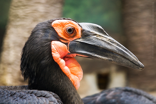    / Raven
---------
 (  ,      )