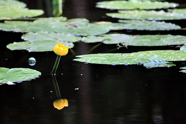 Water Lily
---------
 (  ,      )