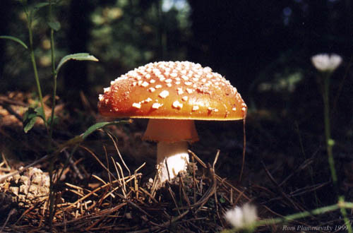 Mushroom
---------
 (  ,      )