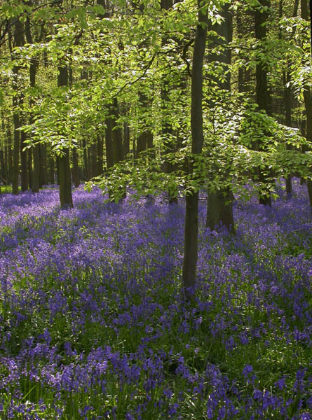 bluebells 3
---------
 (  ,      )