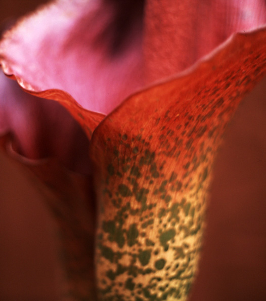 Amorphophallus
---------
 (  ,      )