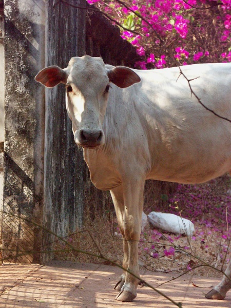 The Cow in Pink
---------
 (  ,      )