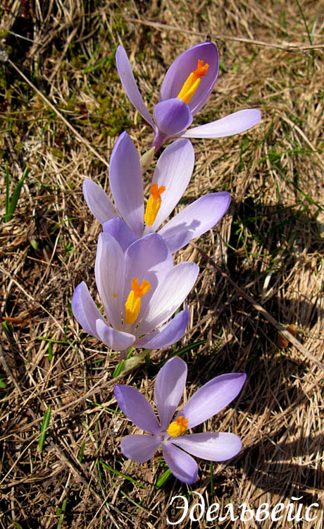  -   / crocuses - spring flowers
---------
 (  ,      )