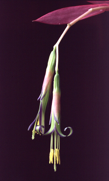 Billbergia nutans
---------
 (  ,      )