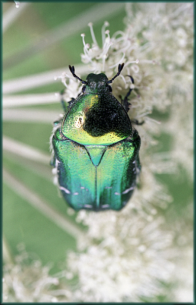  (Cetonia aurata)
---------
 (  ,      )