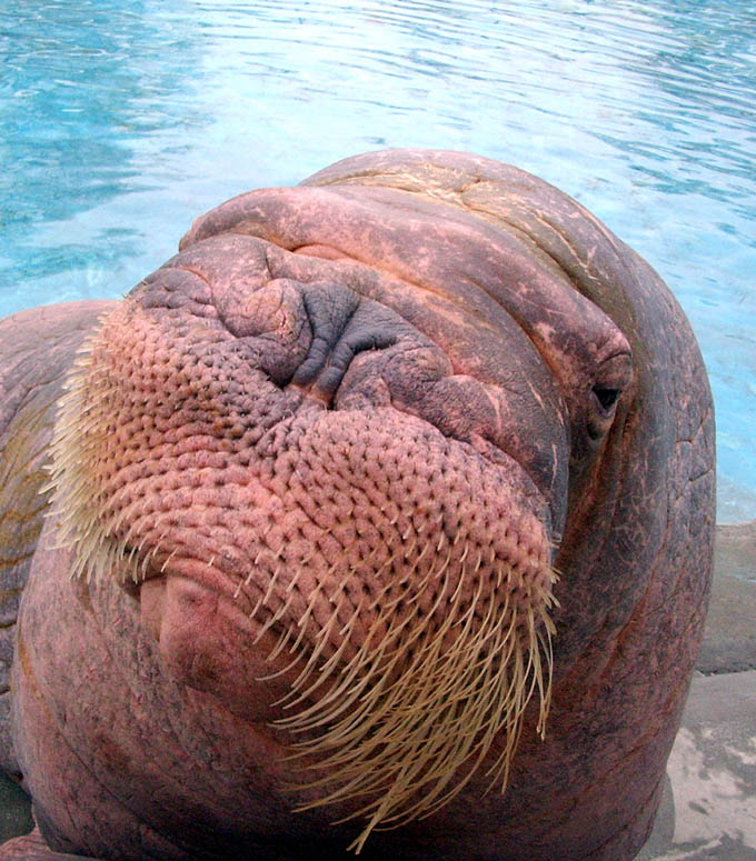 Walrus
---------
 (  ,      )