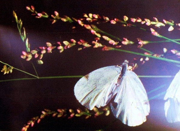 Kompo//
---------
 (  ,      )