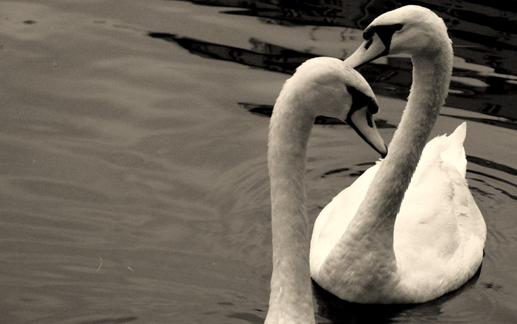 Moscow swan
---------
 (  ,      )