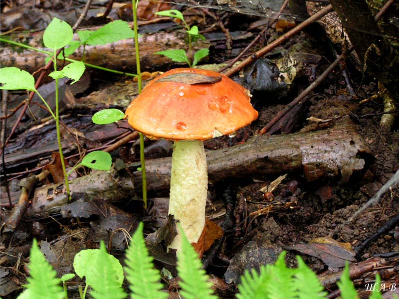 
---------
 (  ,      )