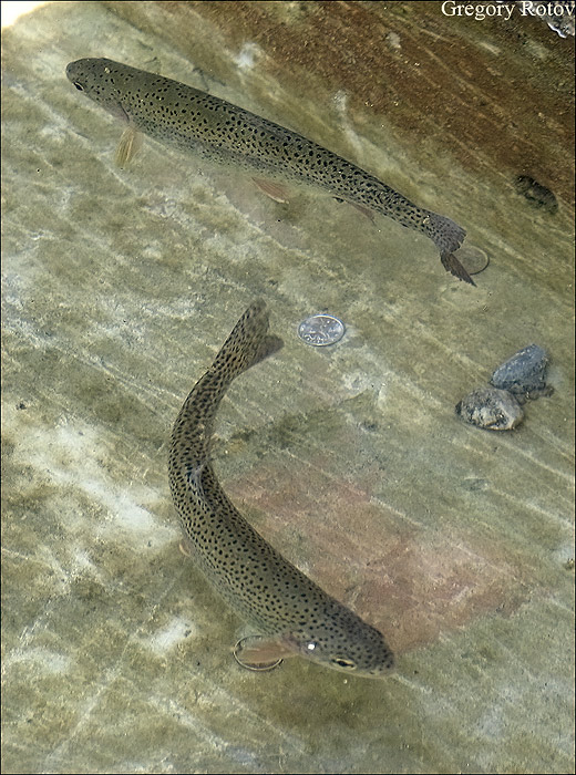  
---------
 (  ,      )