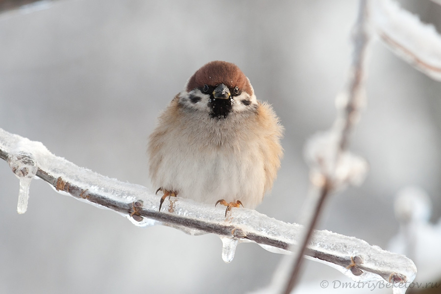 Ice trees and bird
---------
 (  ,      )