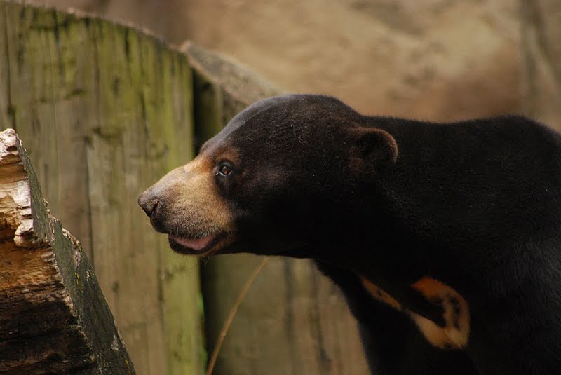 Sun Bear ( )
---------
 (  ,      )