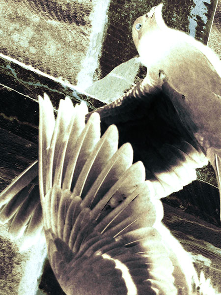 R
---------
 (  ,      )