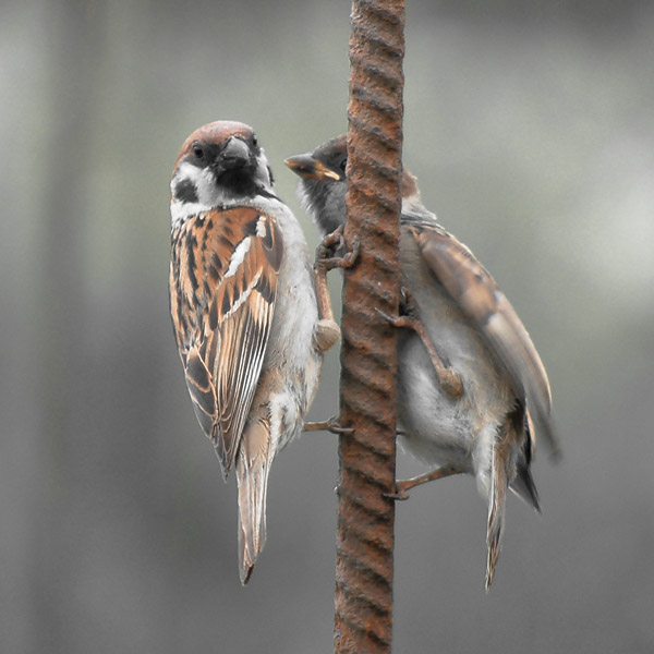 �����, �� ������, �� , ������ - �������!...
---------
 (�������� �� �����������, ����� ������� ��� � ������ �����)