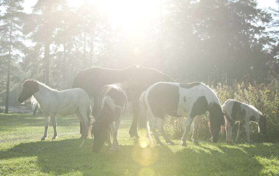 Summer horses
---------
 (  ,      )