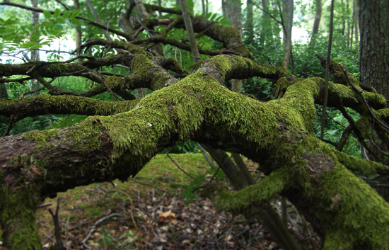 ���
---------
 (�������� �� �����������, ����� ������� ��� � ������ �����)