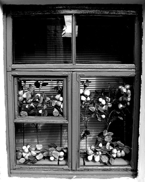 Window's dream
---------
 (  ,      )