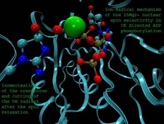 Ion-Radical mechanism of the 25isotope Mg2+ nuclear spin selectivity in CK directed ADP phosphorylation.
---------
 (  ,      )