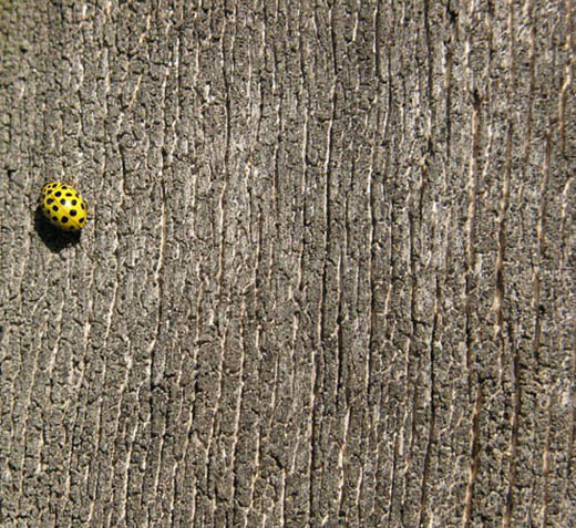 ���������� ����� �������
---------
 (�������� �� �����������, ����� ������� ��� � ������ �����)