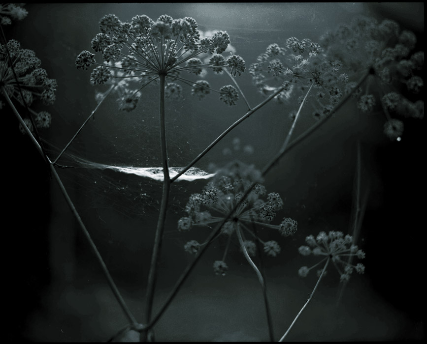 Heracleum
---------
 (  ,      )