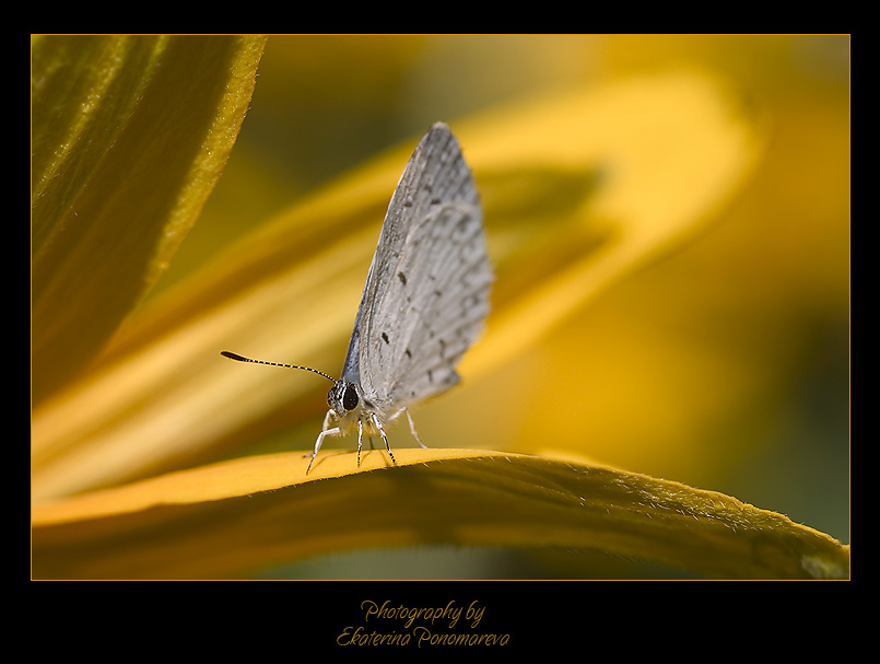 Butterfly effect
---------
 (кликните по изображению, чтобы открыть его в полный экран)
