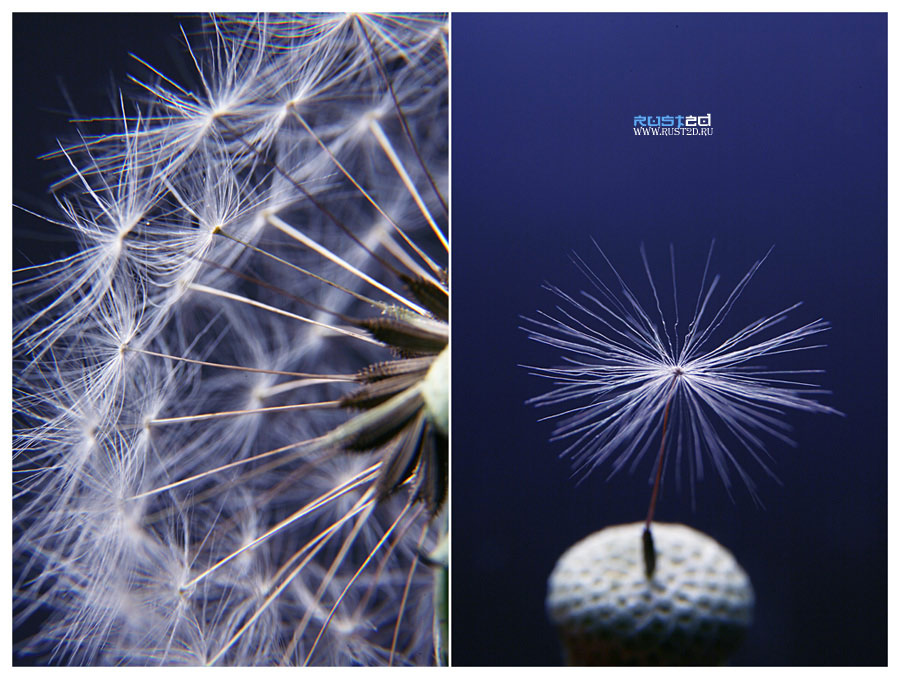 Dandelion
---------
 (  ,      )