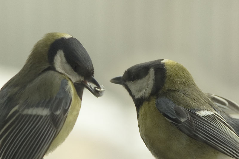 �����
---------
 (�������� �� �����������, ����� ������� ��� � ������ �����)