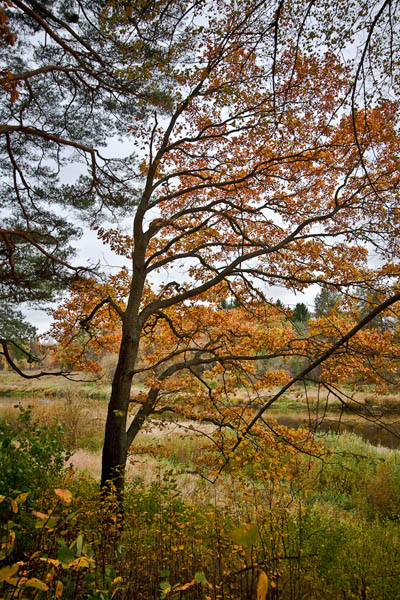 ***
---------
 (  ,      )