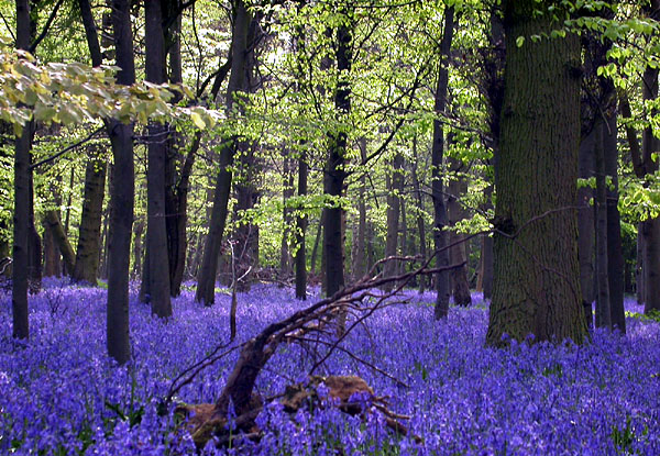 bluebells
---------
 (  ,      )