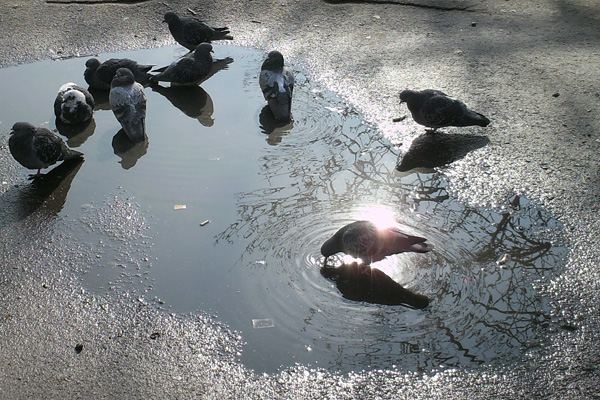 ������ ������
---------
 (�������� �� �����������, ����� ������� ��� � ������ �����)