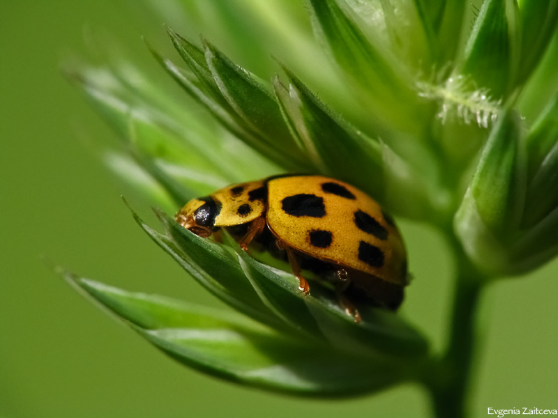 ��� ��������
---------
 (�������� �� �����������, ����� ������� ��� � ������ �����)