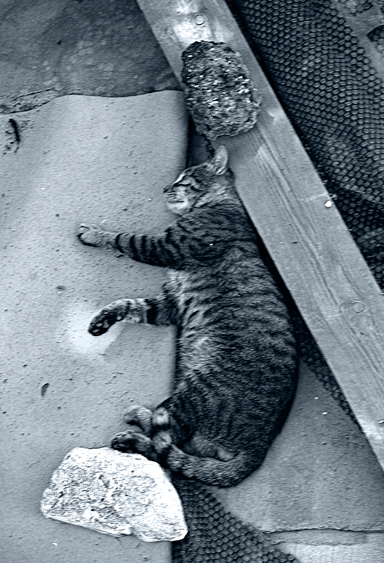 ���������
---------
 (�������� �� �����������, ����� ������� ��� � ������ �����)