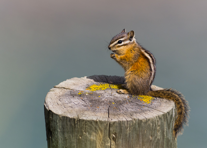 Chip, the Rescue Ranger
---------
 (  ,      )