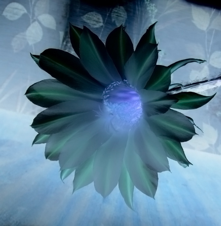 way of flower
---------
 (�������� �� �����������, ����� ������� ��� � ������ �����)