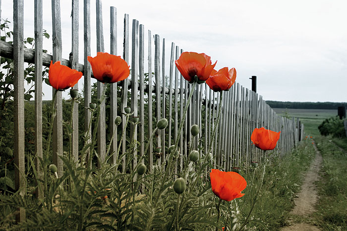   
---------
 (  ,      )